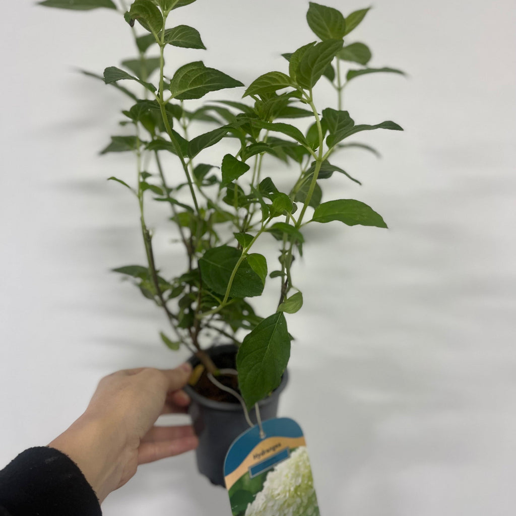 Hydrangea paniculta 'LimeLight' 9cm/2L/5L