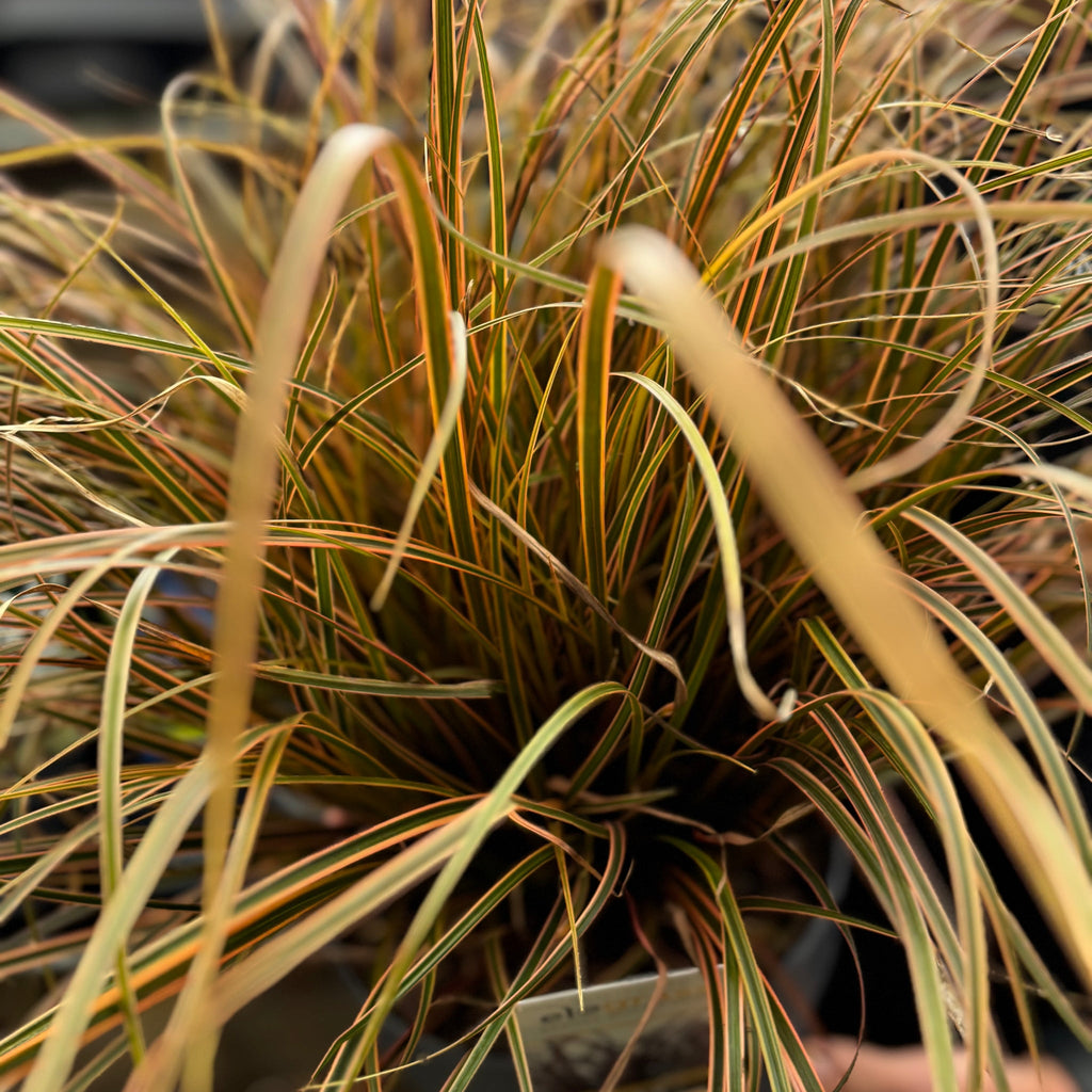 Uncinia Rubra 'Everflame' Ornamental Grass 3L