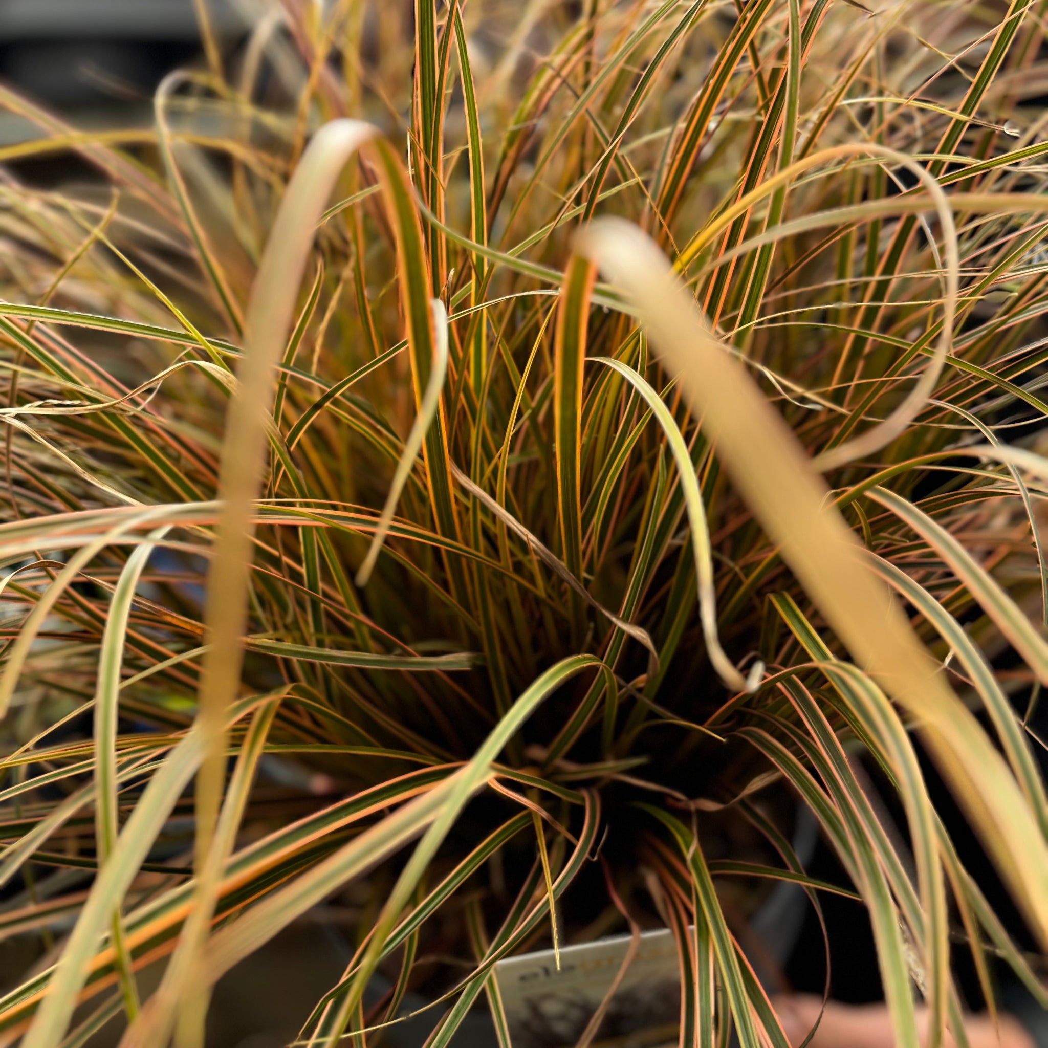 Uncinia Rubra 'Everflame' Ornamental Grass 3L