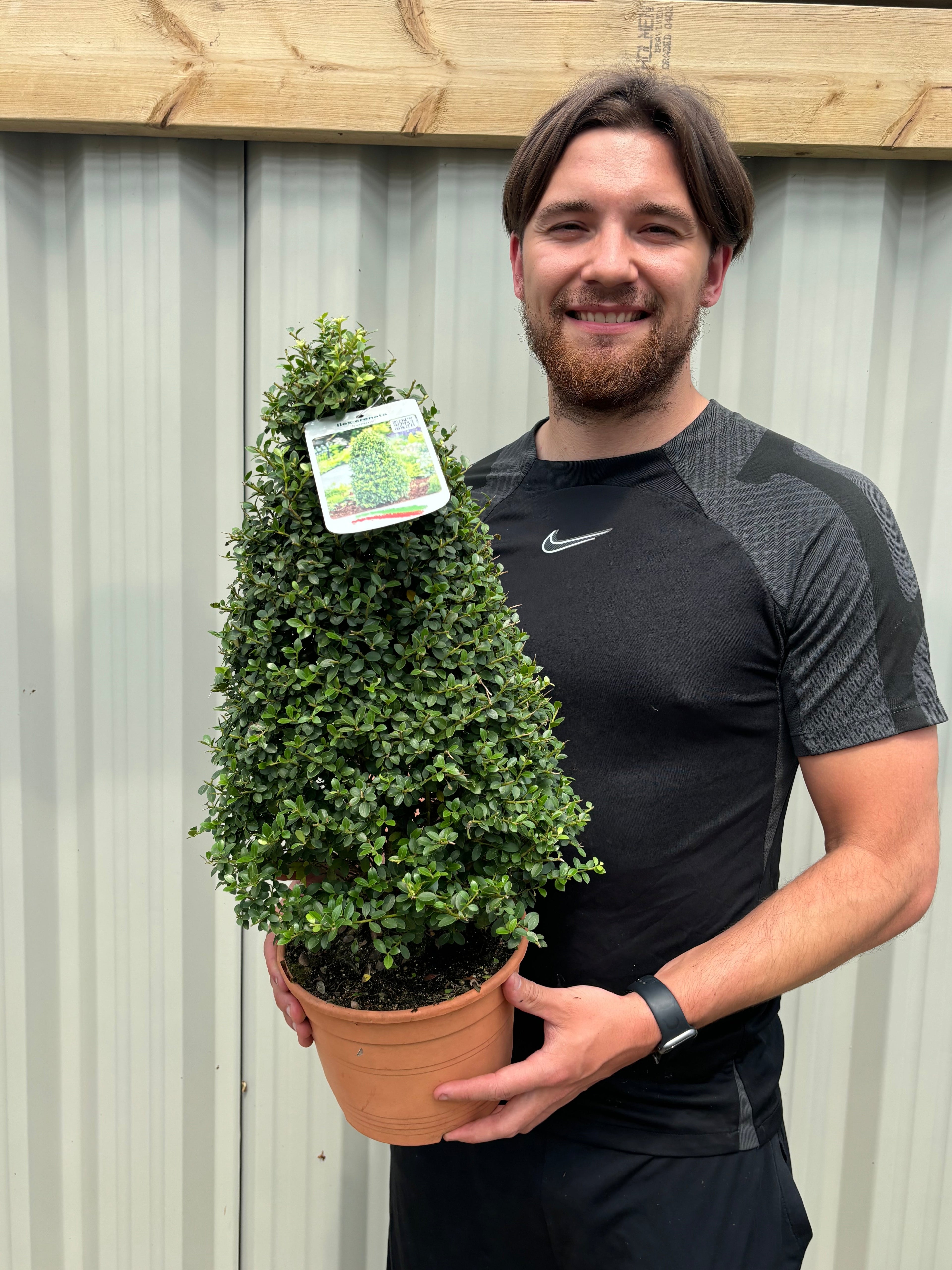 Ilex crenata 'Dark Green' Cone / Pyramid 3L