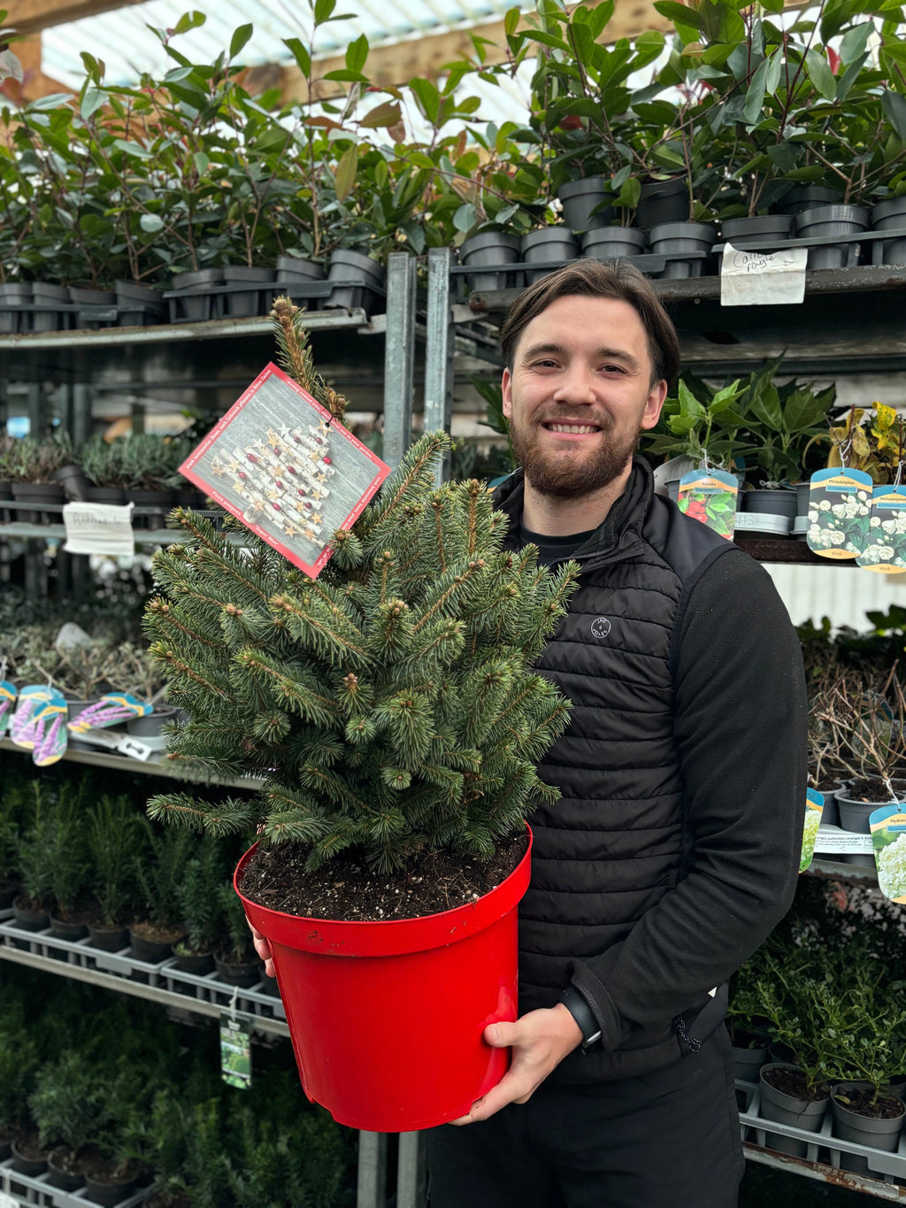 Potgrown Real Christmas Tree | Picea pungens 'Super Blue' | 70-80cm