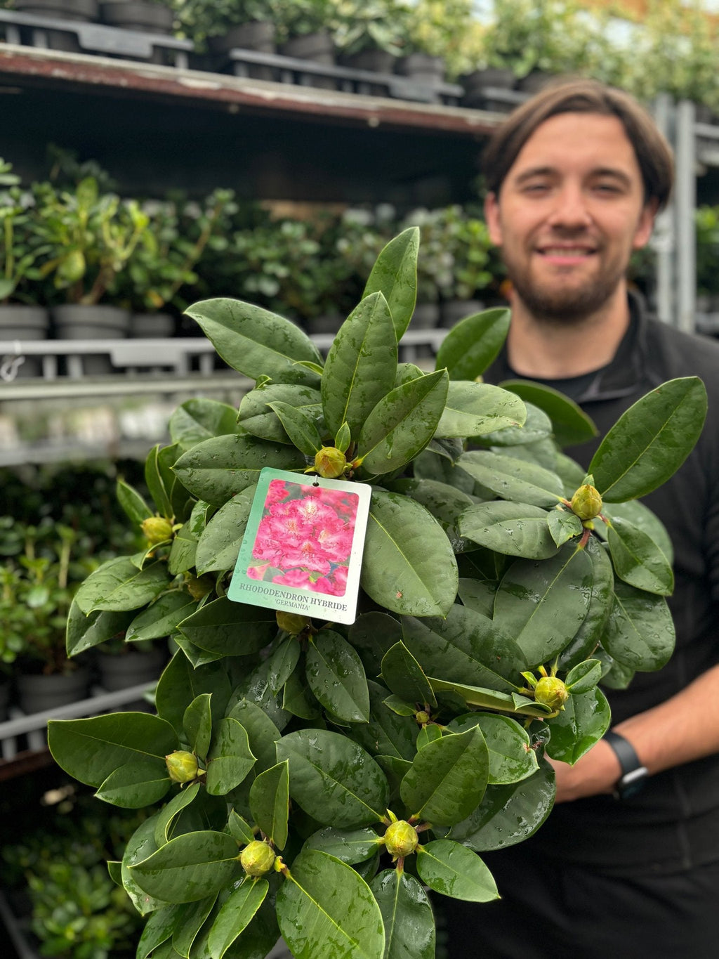 Rhododendron 'Germania' 2L /5L