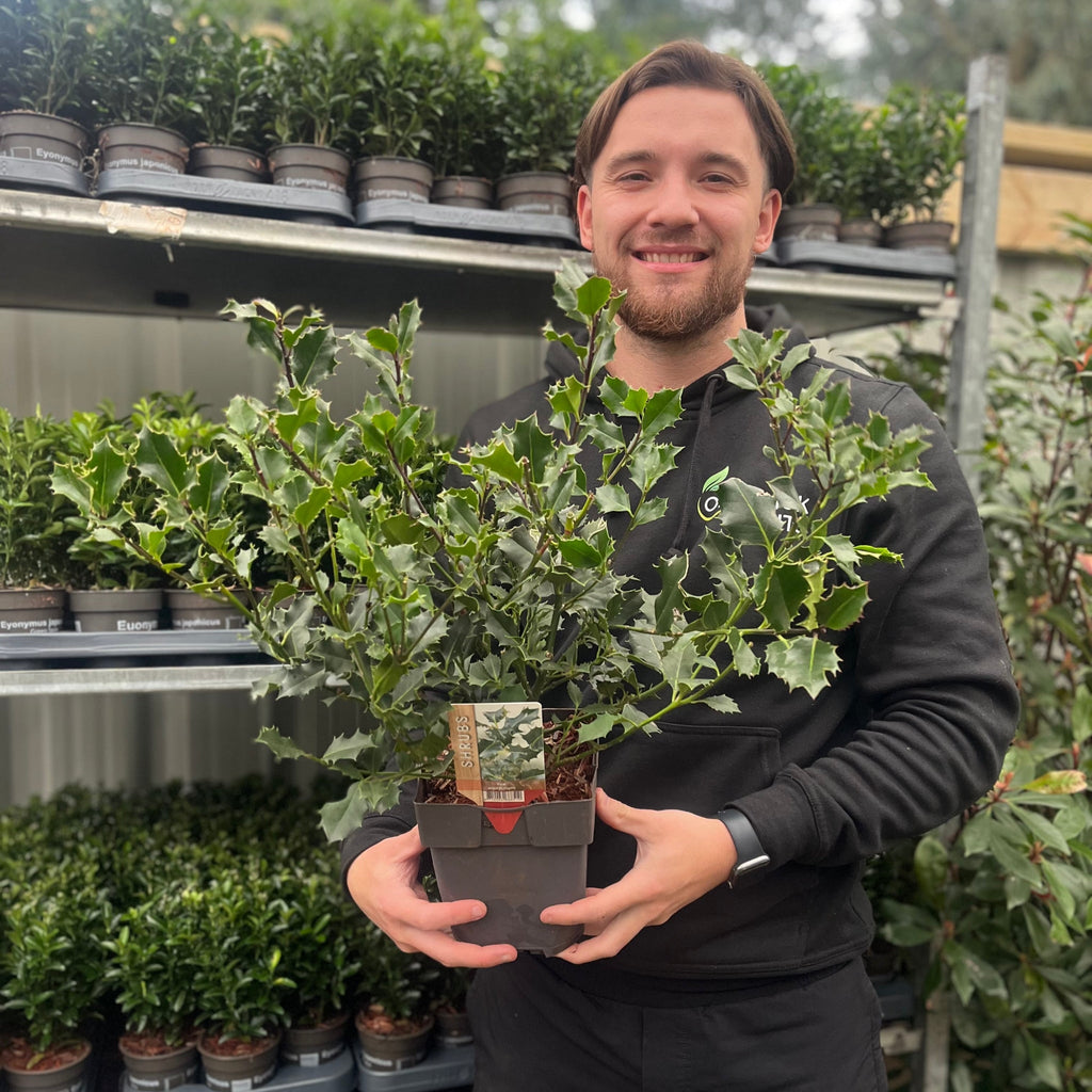 Ilex aquifolium (Holly Bush)  9cm / 2L