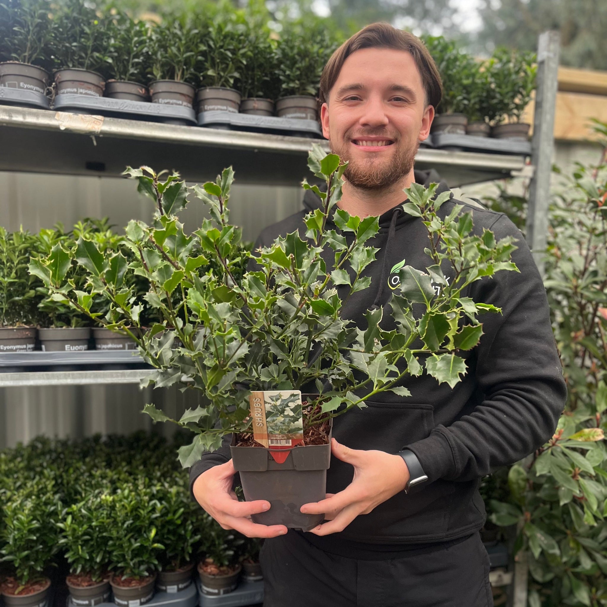 Ilex aquifolium (Holly Bush)  9cm / 2L