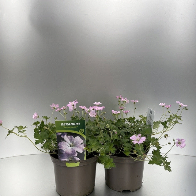 Geranium 'Dreamland' 9cm/2L