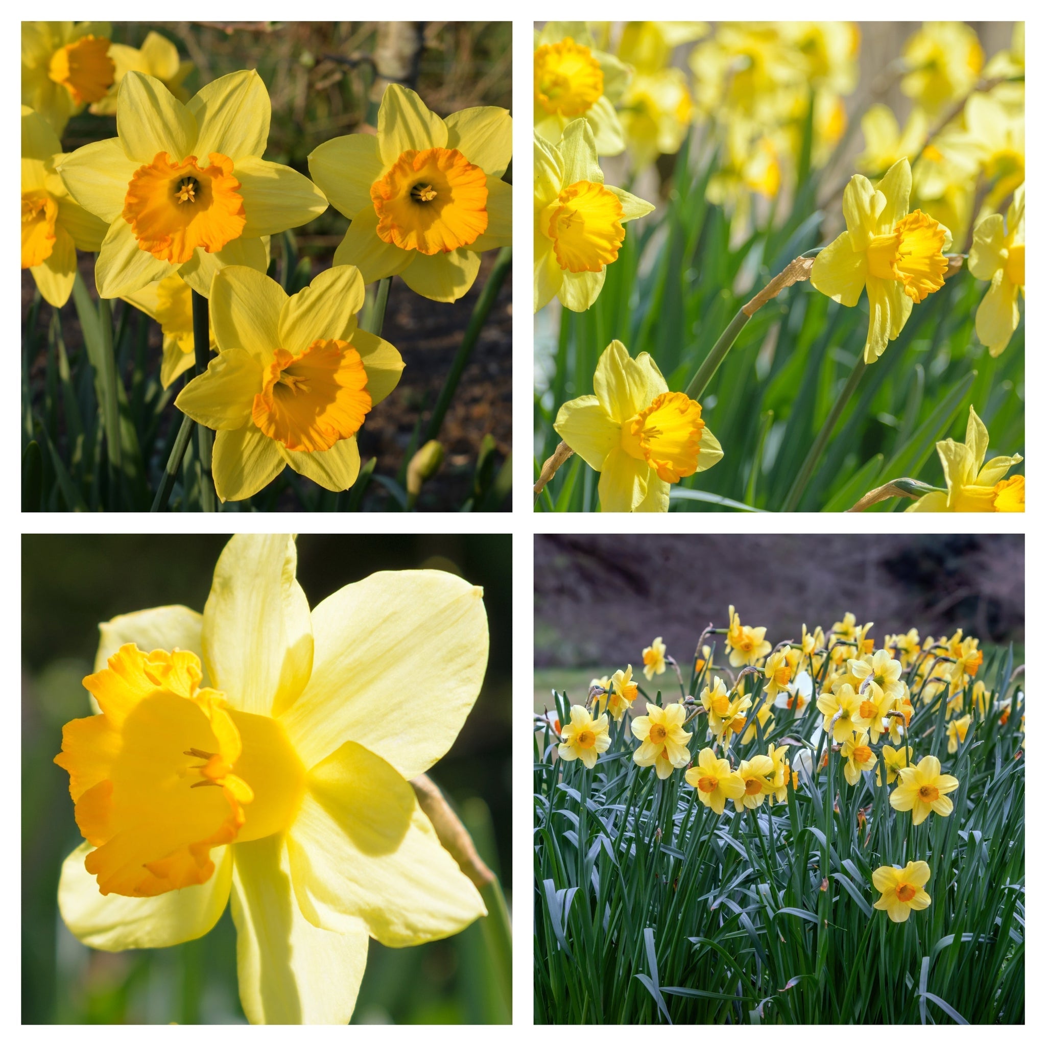 Daffodil 'Fortune' (6 Bulbs)