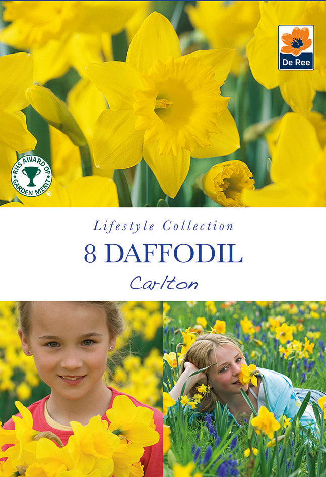 Daffodil 'Carlton' (7 Bulbs)