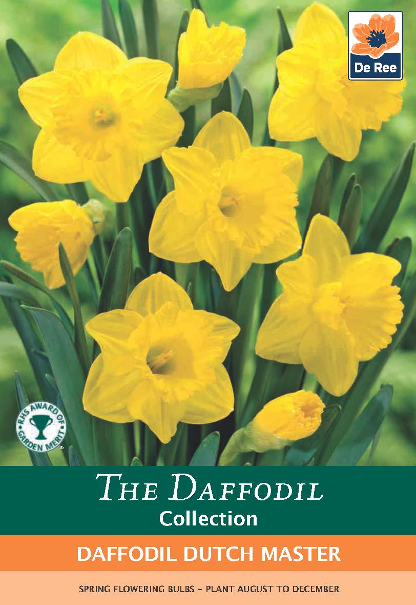Daffodil 'Dutch Master' (6  Bulbs)