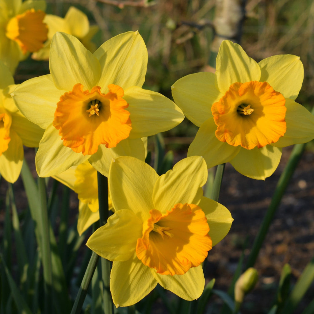 Daffodil 'Fortune' (6 Bulbs)