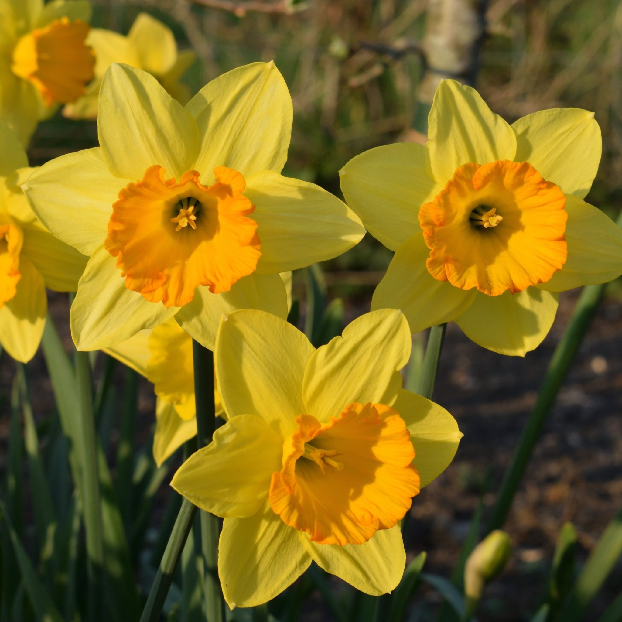 Daffodil 'Fortune' (6 Bulbs)