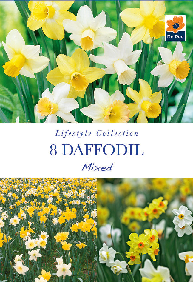 Daffodil Mixed (7 Bulbs)