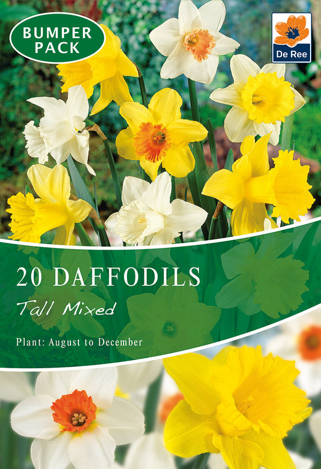 Daffodil Tall Mixed (20 Bulbs)