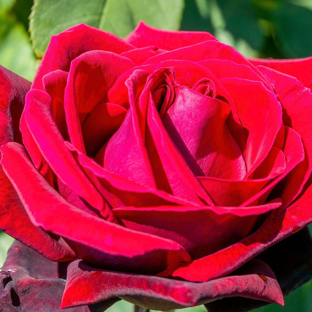 Deep Secret - Hybrid Tea Rose