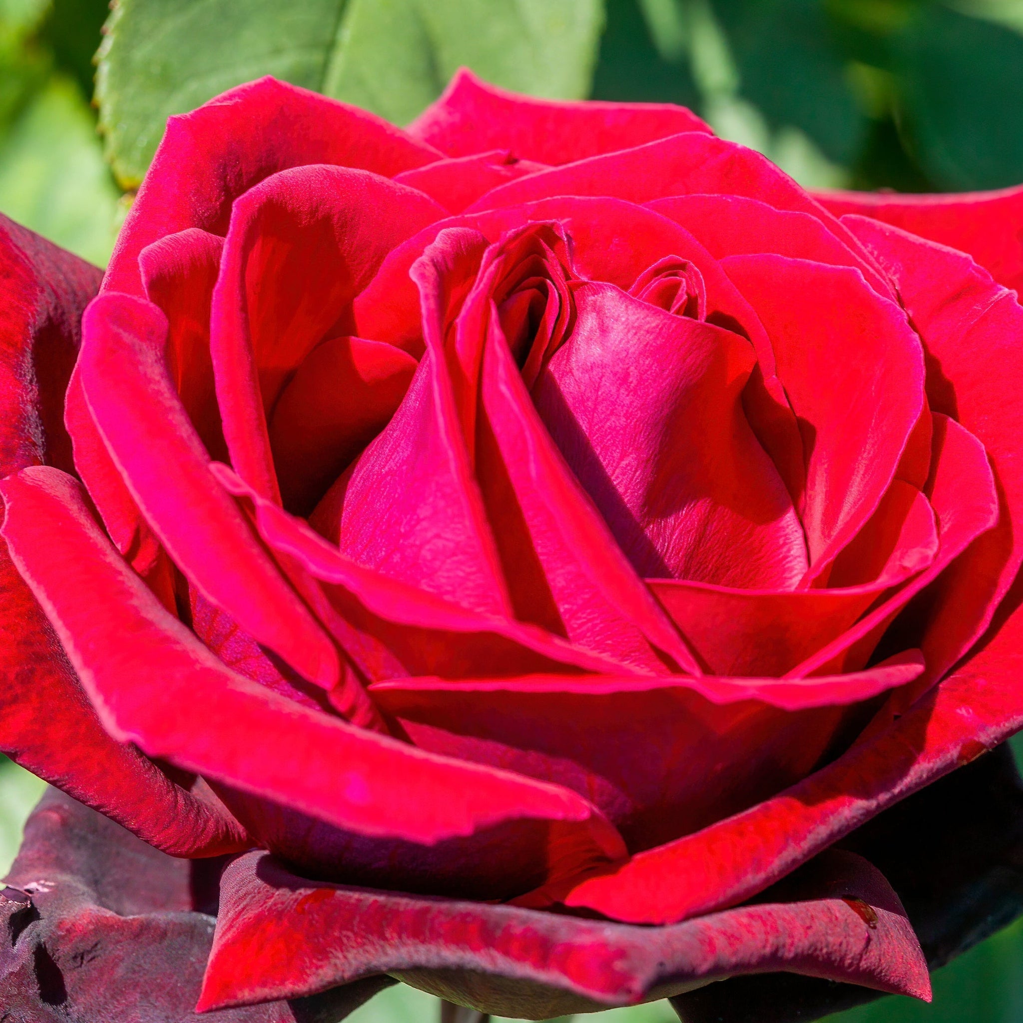 Deep Secret - Hybrid Tea Rose