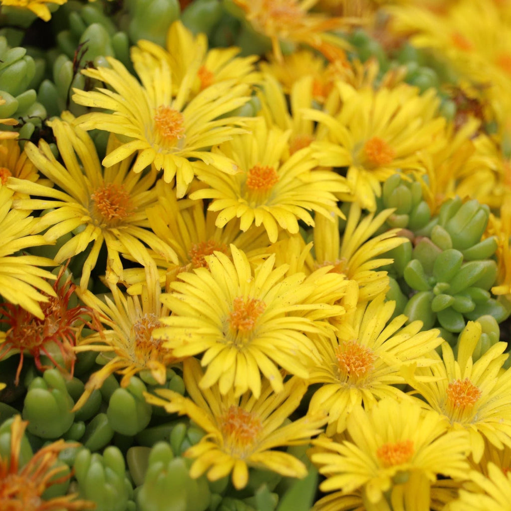 Delosperma cooperi Yellow 1.5L