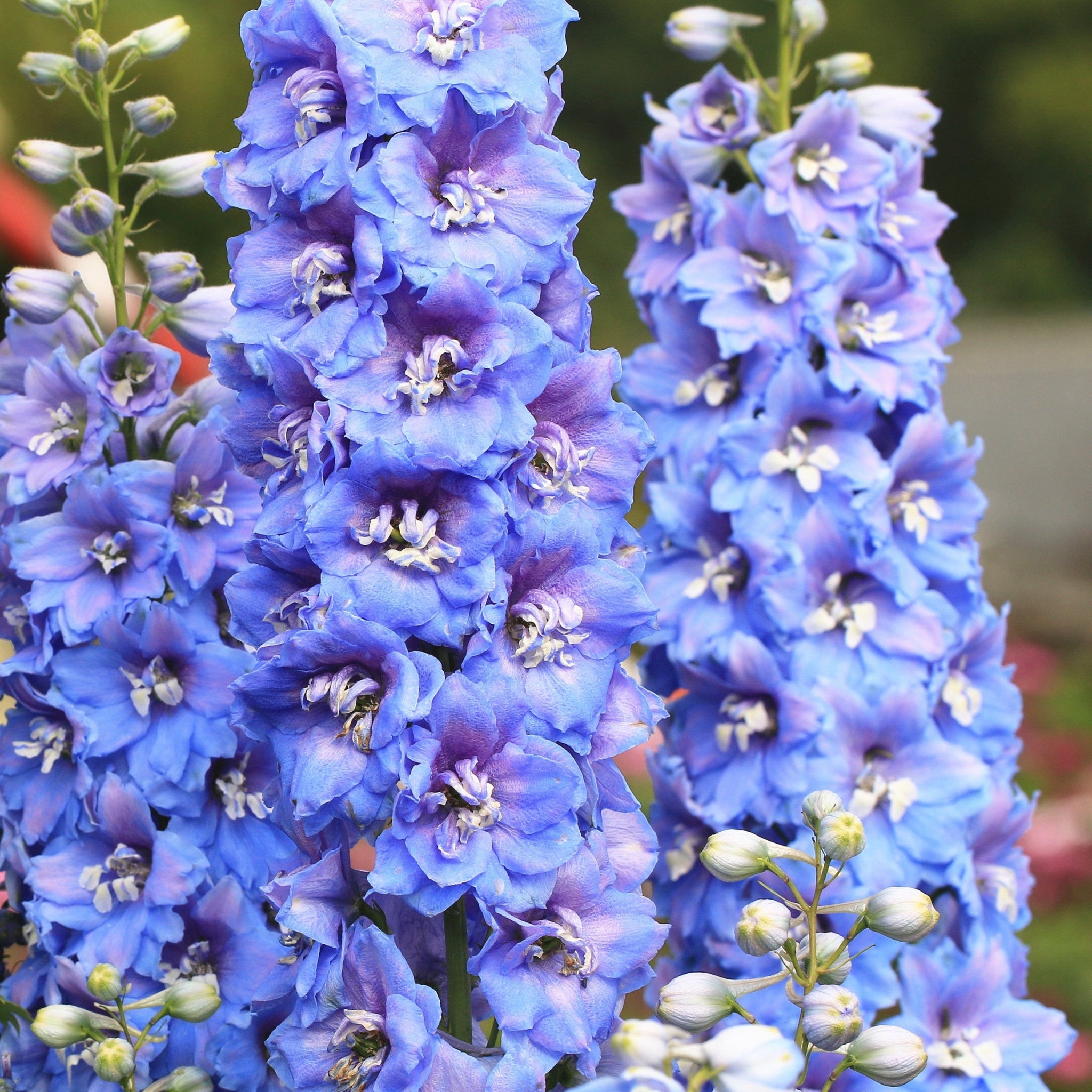 Delphinium Excalibur Light Blue/White 9cm/ 1.5L