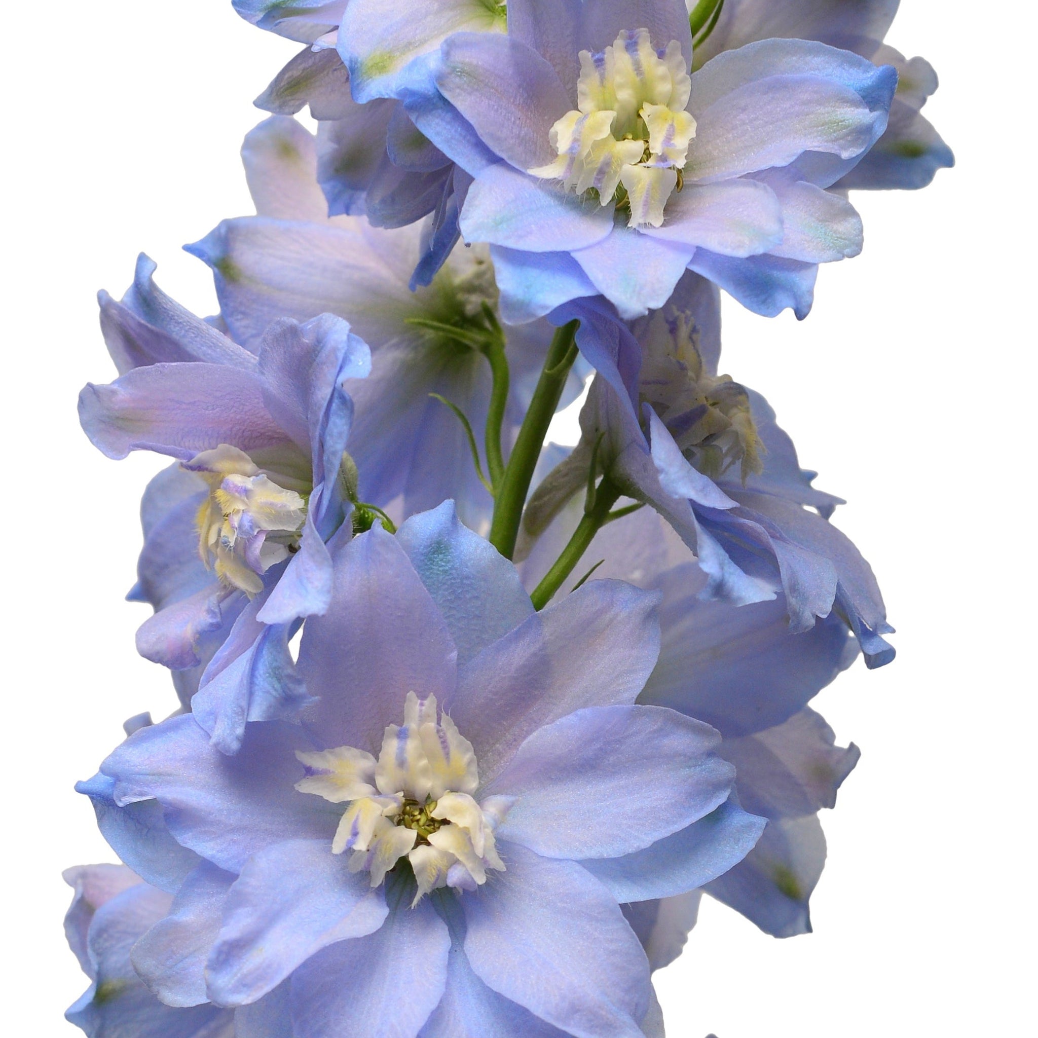 Delphinium Excalibur Light Blue/White 9cm/ 1.5L