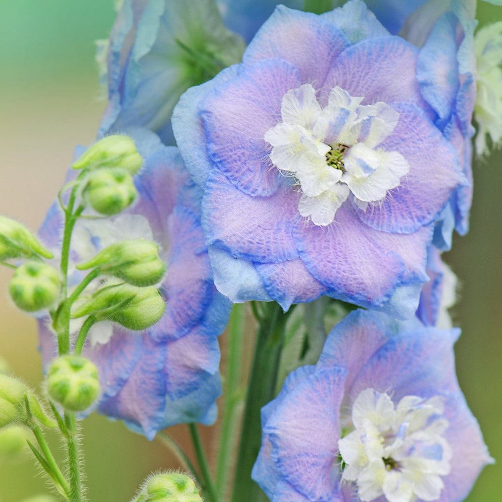 Delphinium 'Magic Fountain Sky Blue' 9cm