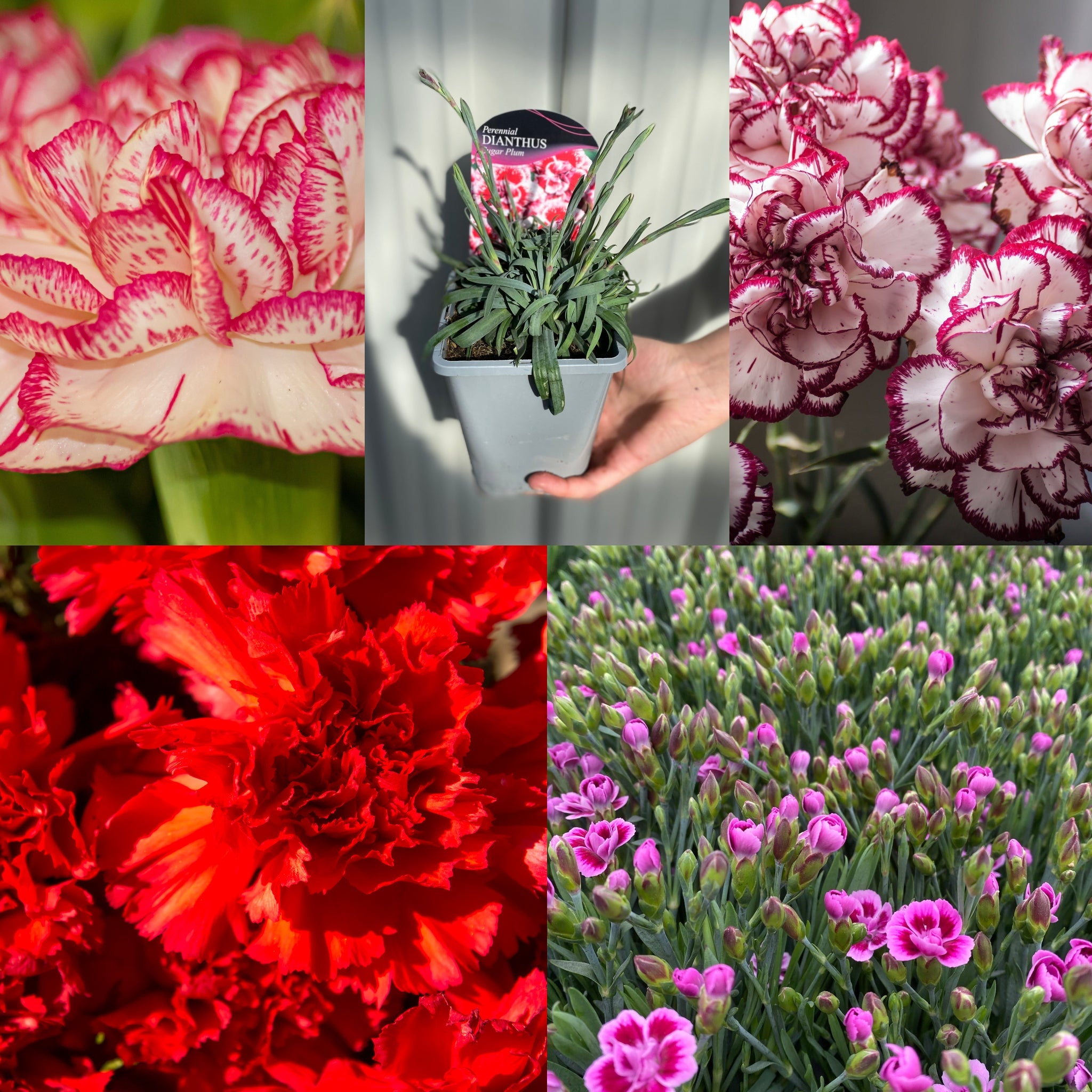 Mix of 5 x 9cm Dianthus