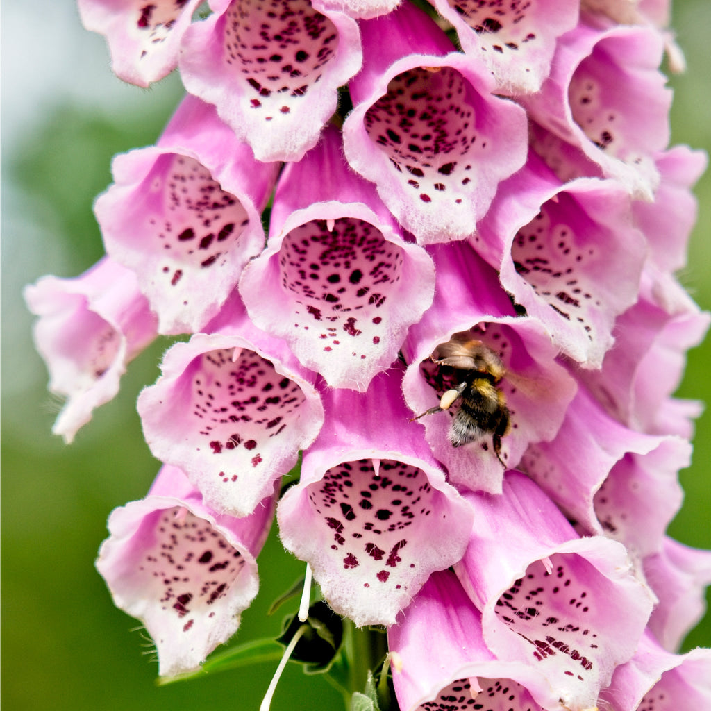 Digitalis purpurea Virtuoso Rose 9cm