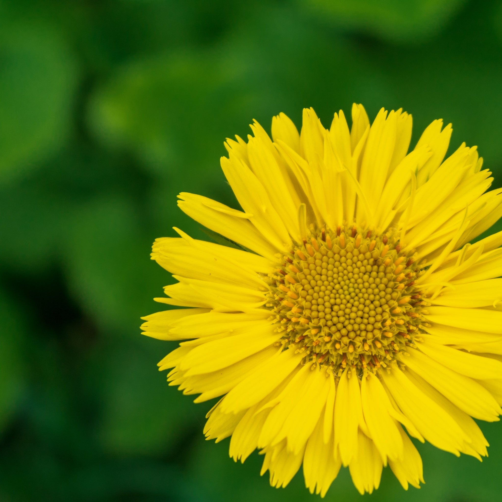 Doronicum caucasicum  'Little Leo' 2L
