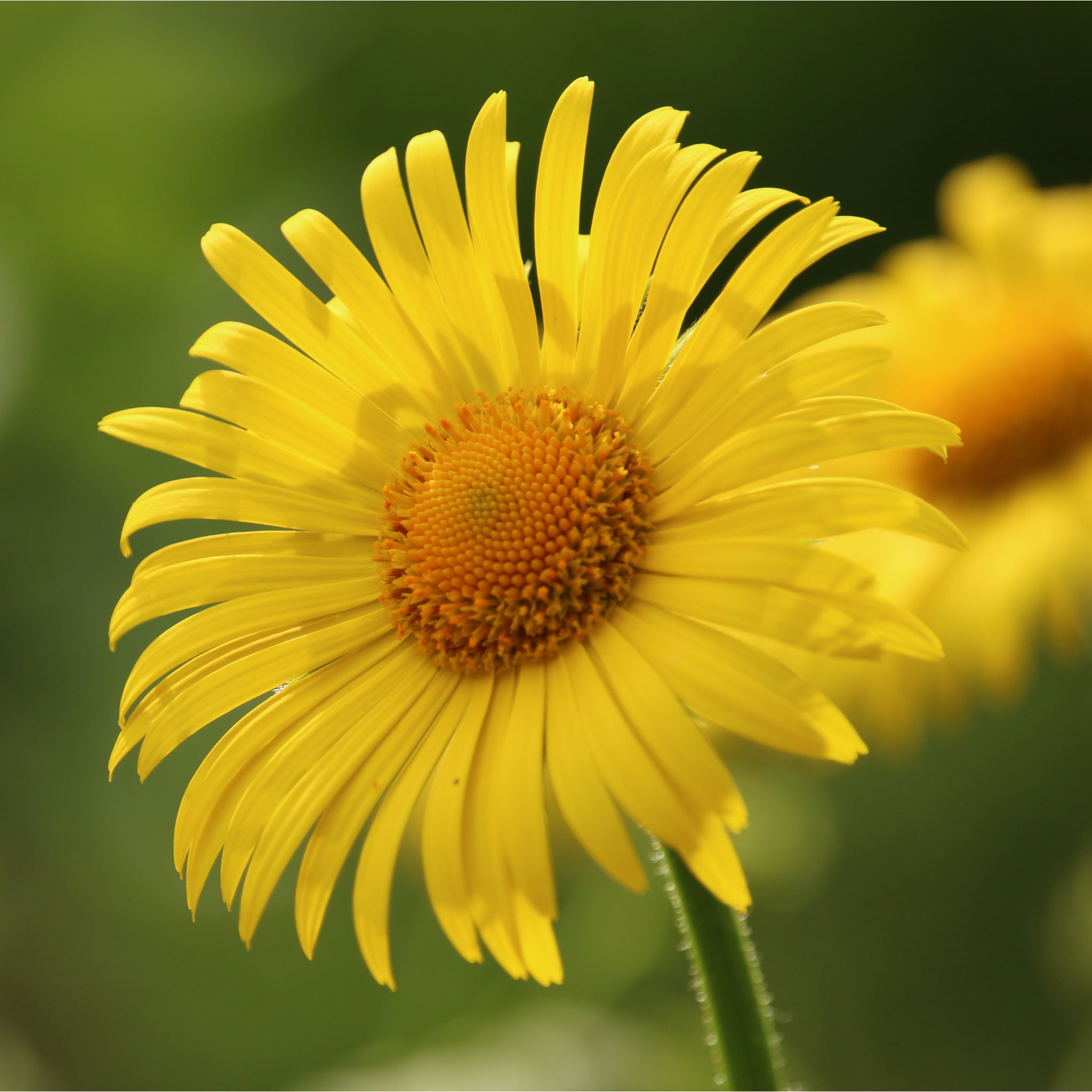 Doronicum caucasicum  'Little Leo' 2L