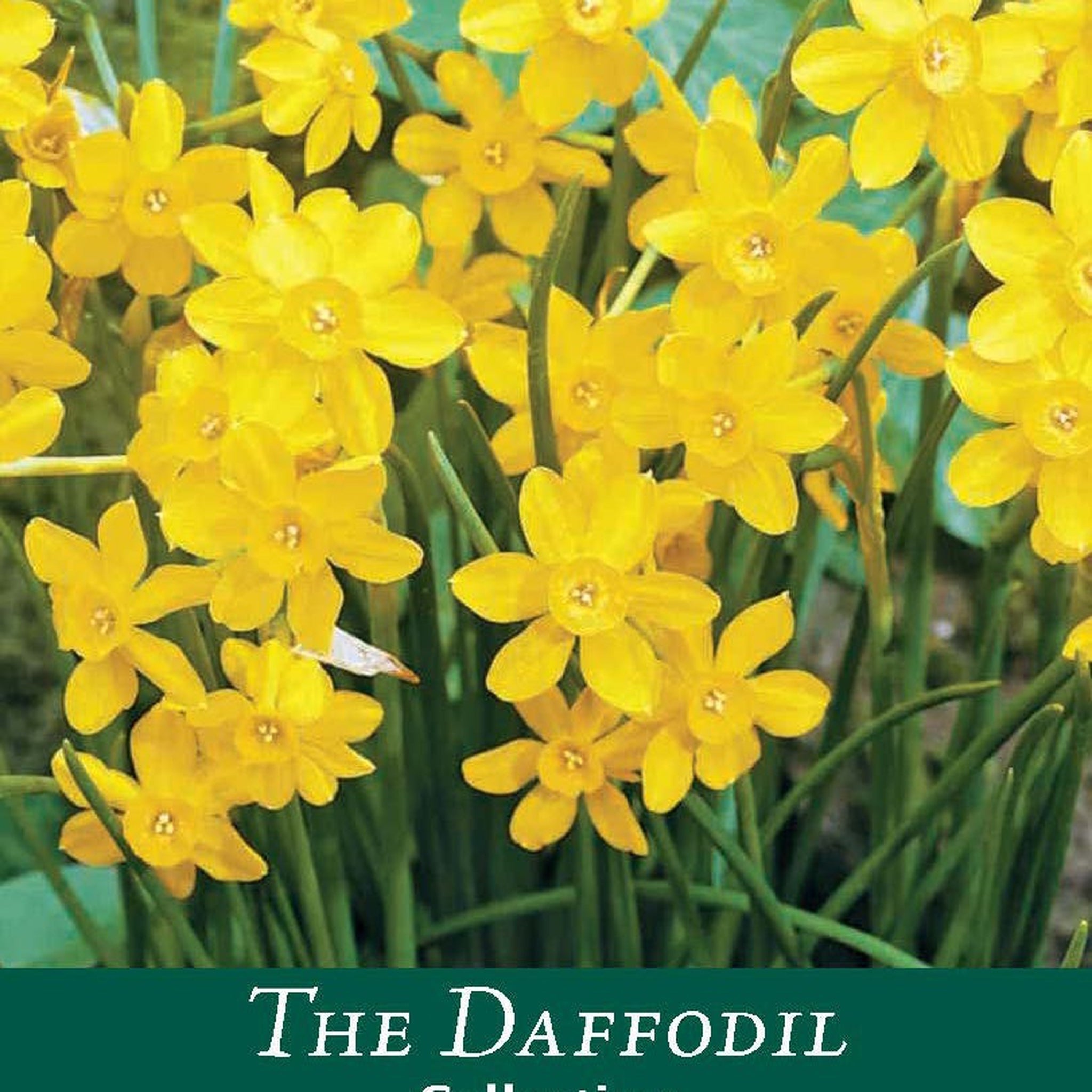 Dwarf Daffodil 'Baby Moon' (8 Bulbs)