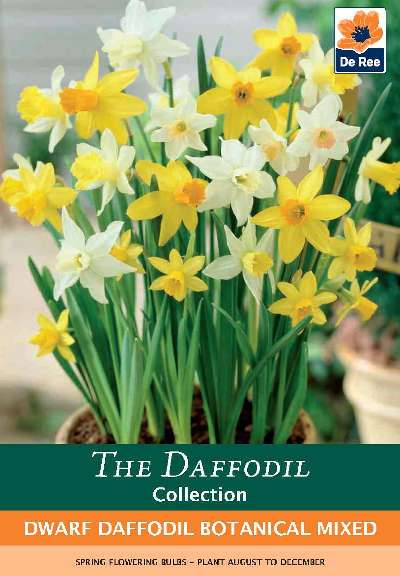 Dwarf Daffodil Botanical Mixed Bulbs (8 Bulbs)
