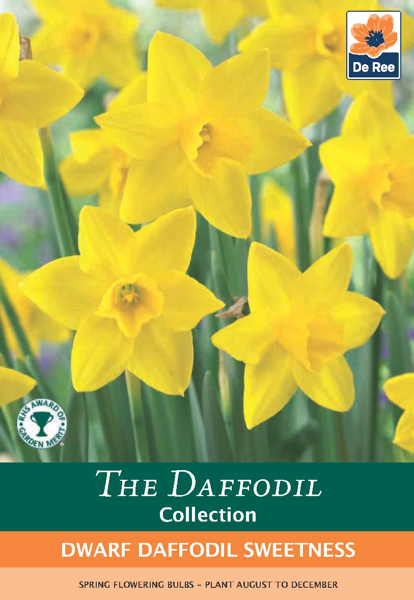 Dwarf Daffodil 'Sweetness' (8 Bulbs)