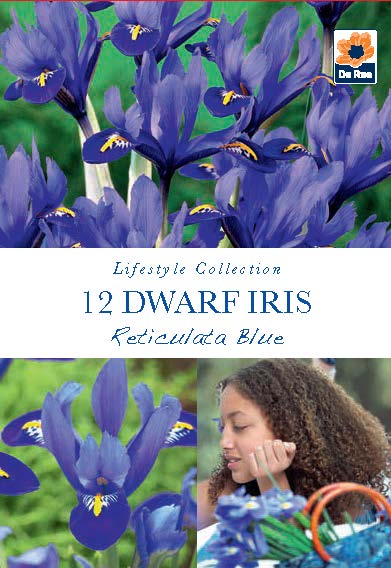 Dwarf Iris 'Reticulata Blue' (8 Bulbs)
