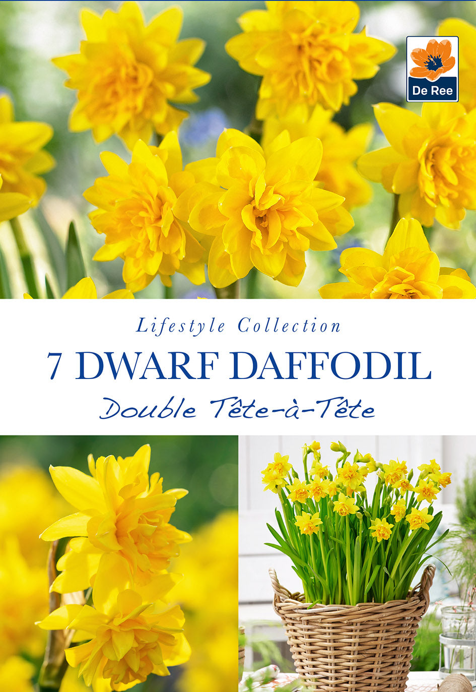 Dwarf Daffodil Double Tete a Tete (Narcissus Tete Boucle 7/16 Bulbs)