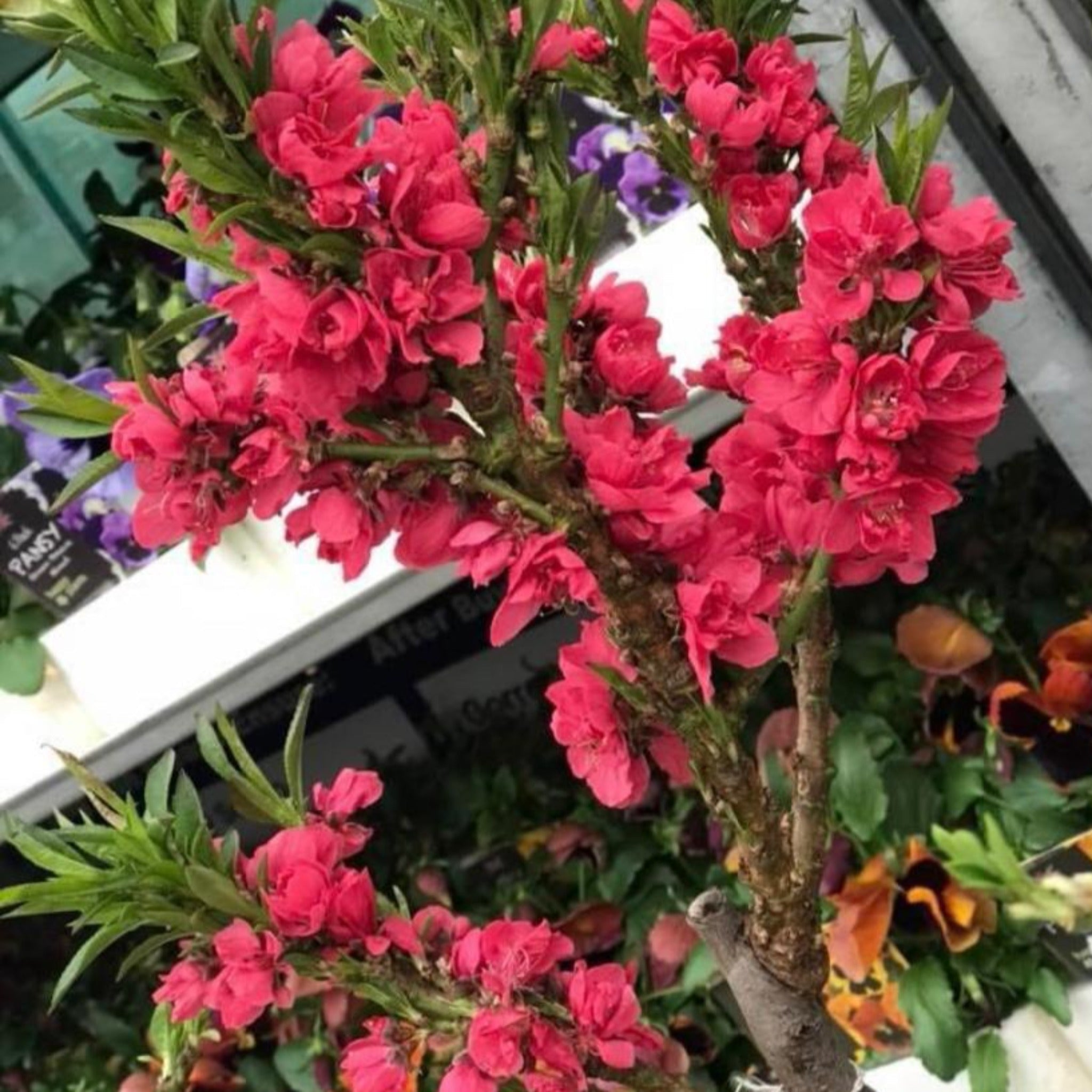 Prunus Persica (Peach) 'Red Peachy' Dwarf Blossom Tree 80-90cm