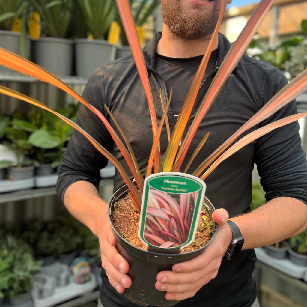 Phormium 'Rainbow Sunrise' 2L (40-50cm including the pot)