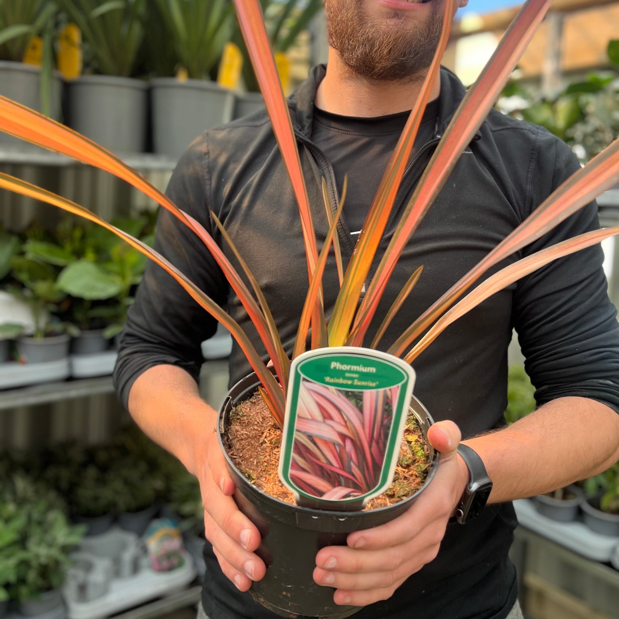 Phormium 'Rainbow Sunrise' 2L (40-50cm including the pot)