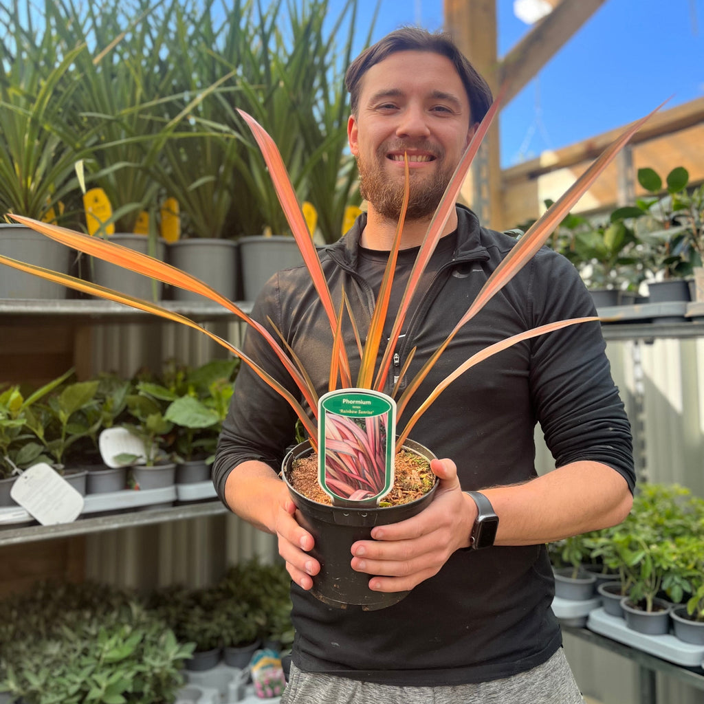 Phormium 'Rainbow Sunrise' 2L (40-50cm including the pot)