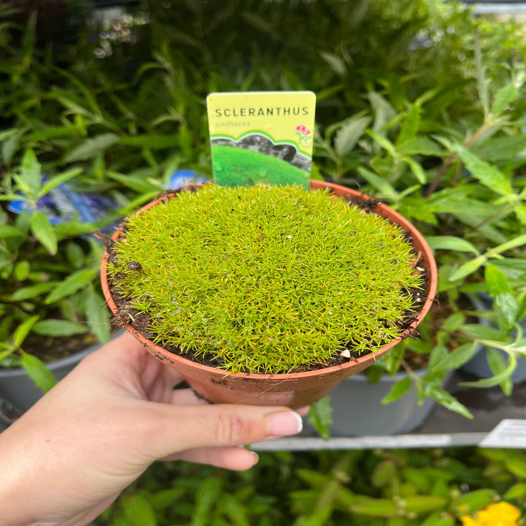 Scleranthus uniflorus 10cm growers pot