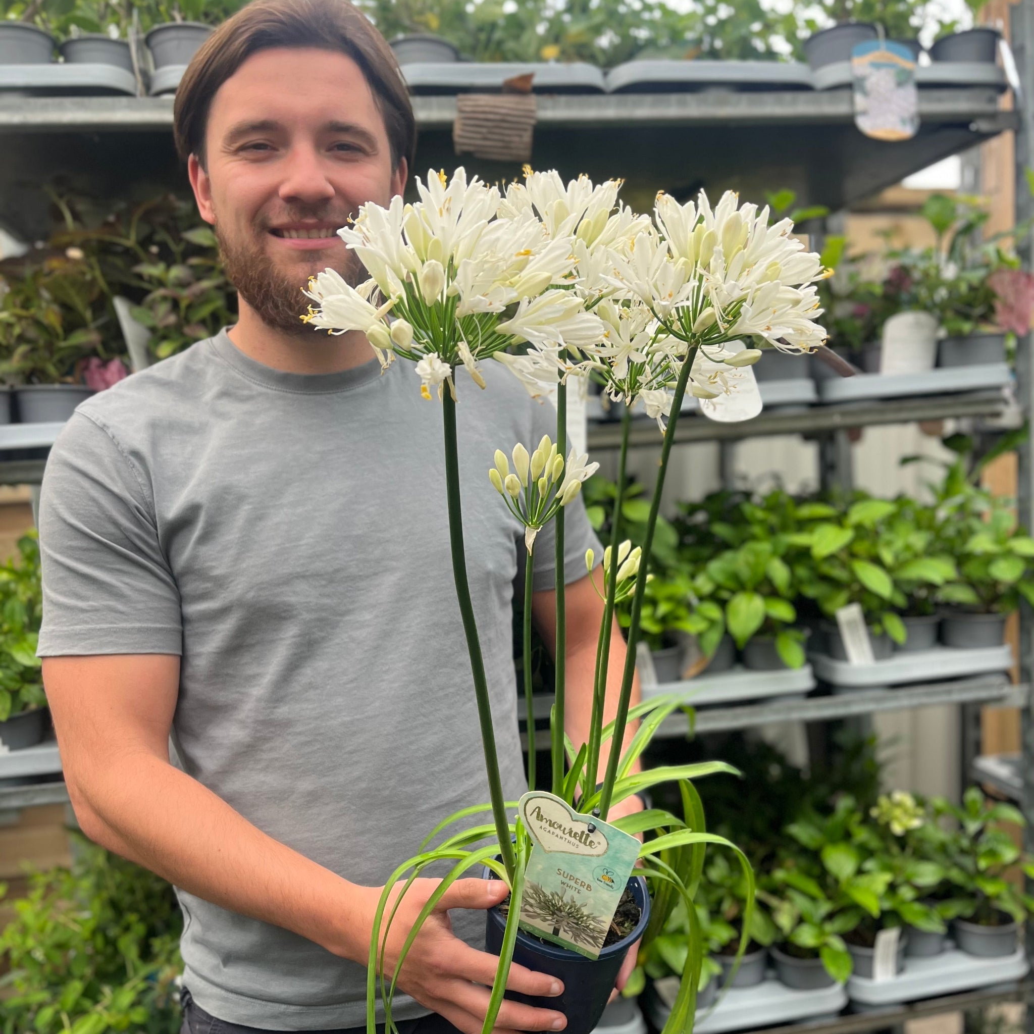 Agapanthus 'Africanus' - African Lily  (White)  1.5L