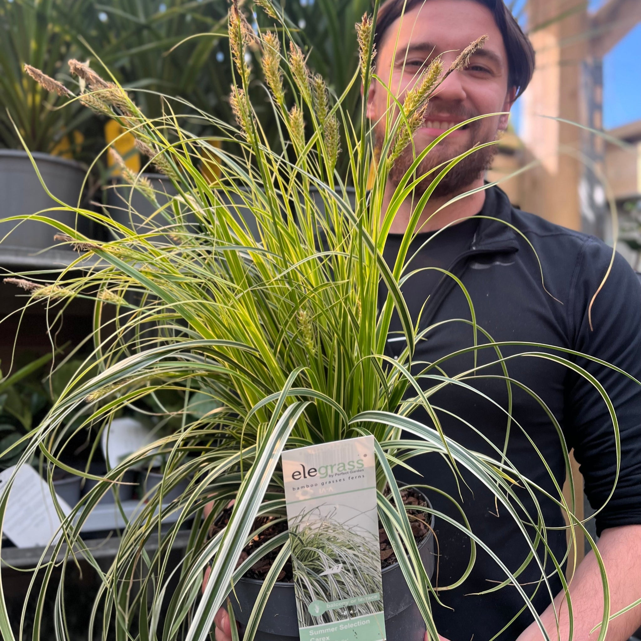 Carex 'Feather Falls' 3L