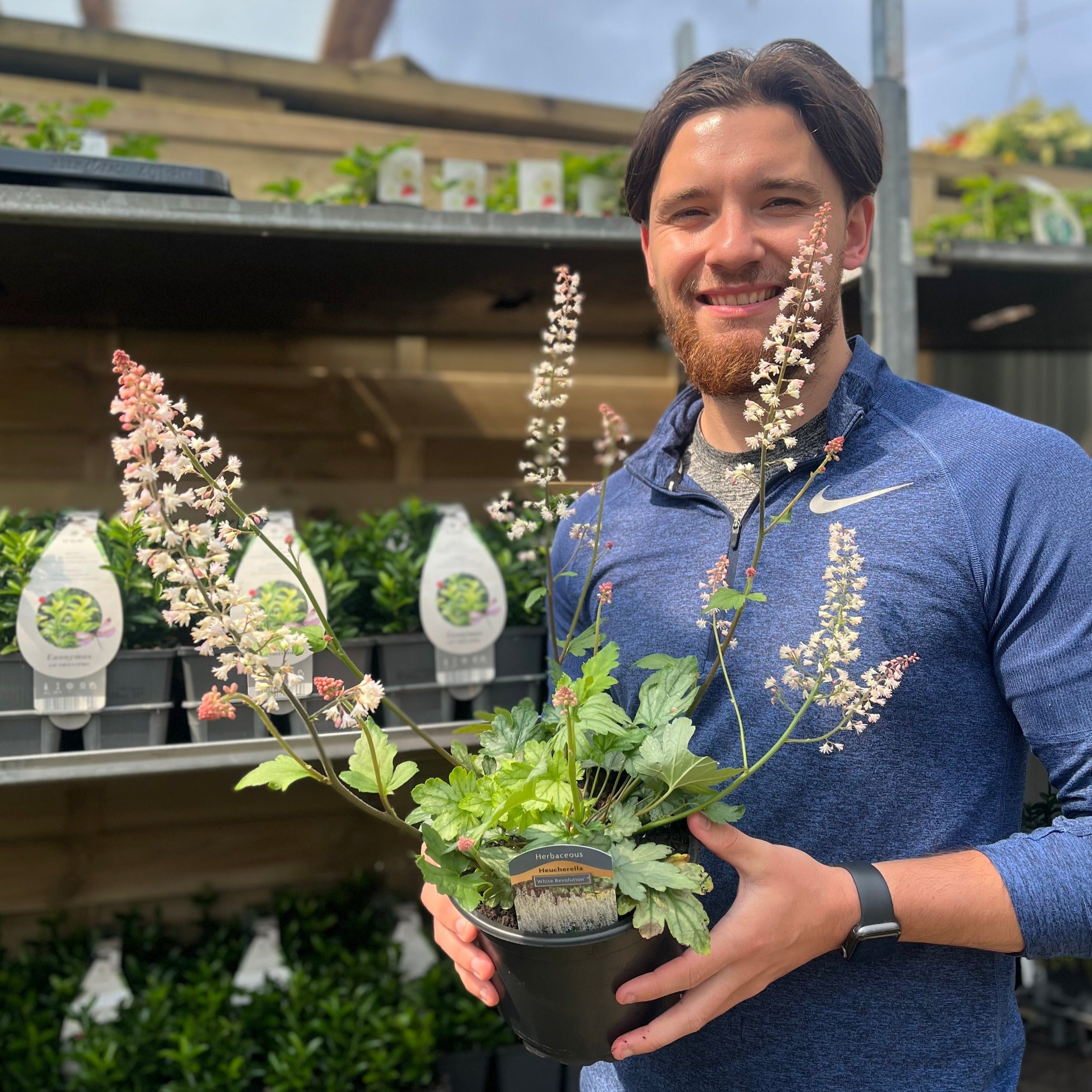 Heuchera 'White Revolution' 2L