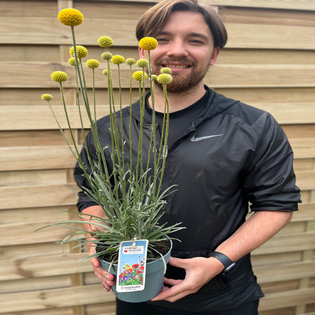 Craspedia globosa 'Golf Beauty' 2L