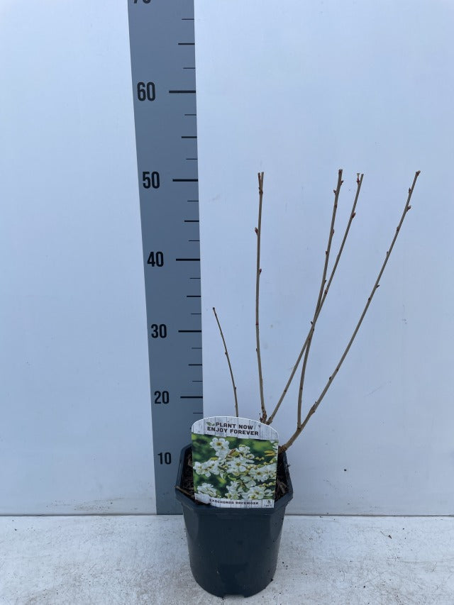 Exochorda racemosa 2L