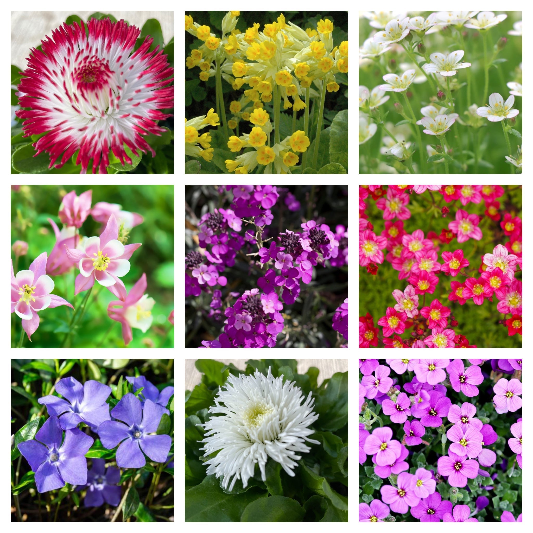 Early Flowering Spring Bundle