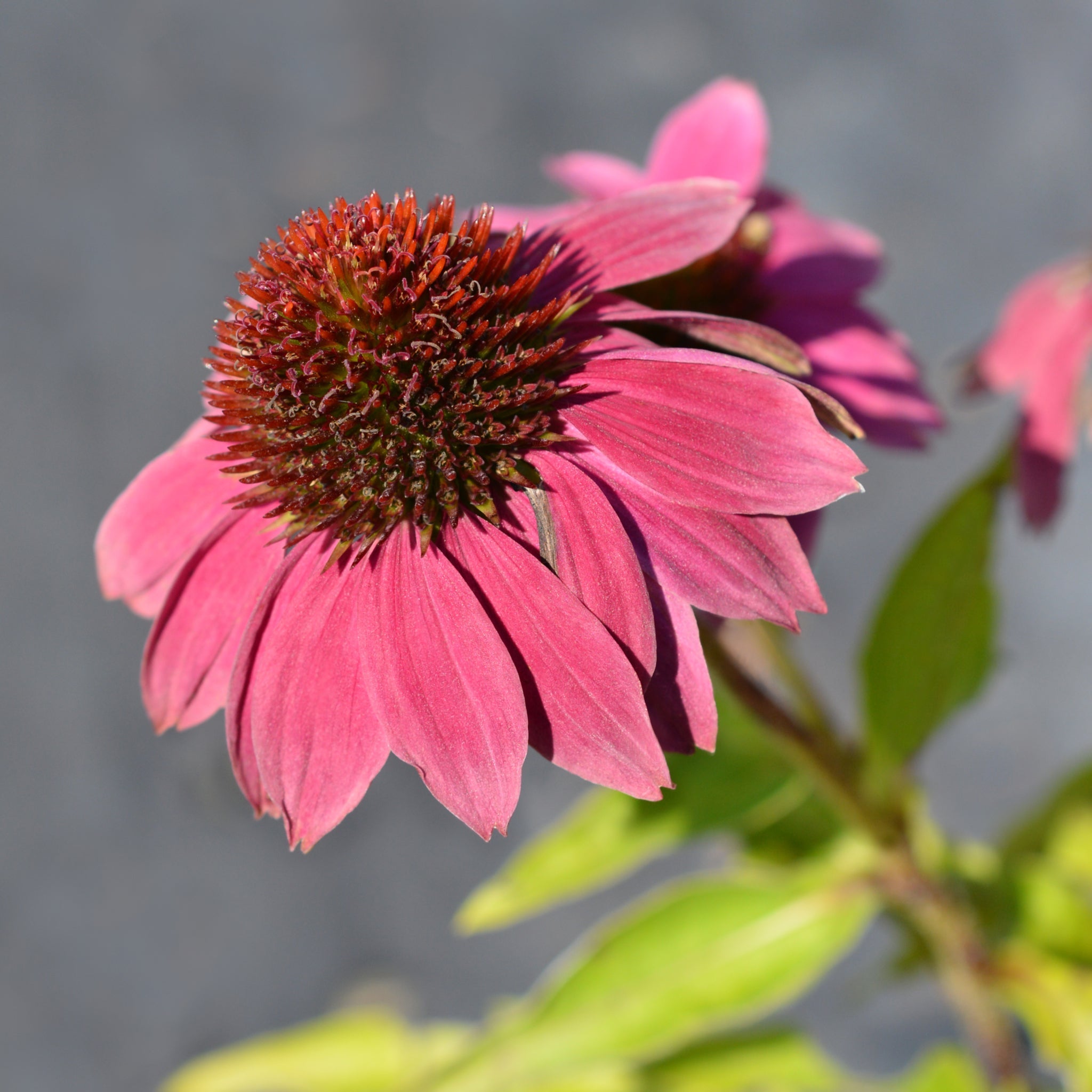 Echinacea purpurea 9cm / 2L