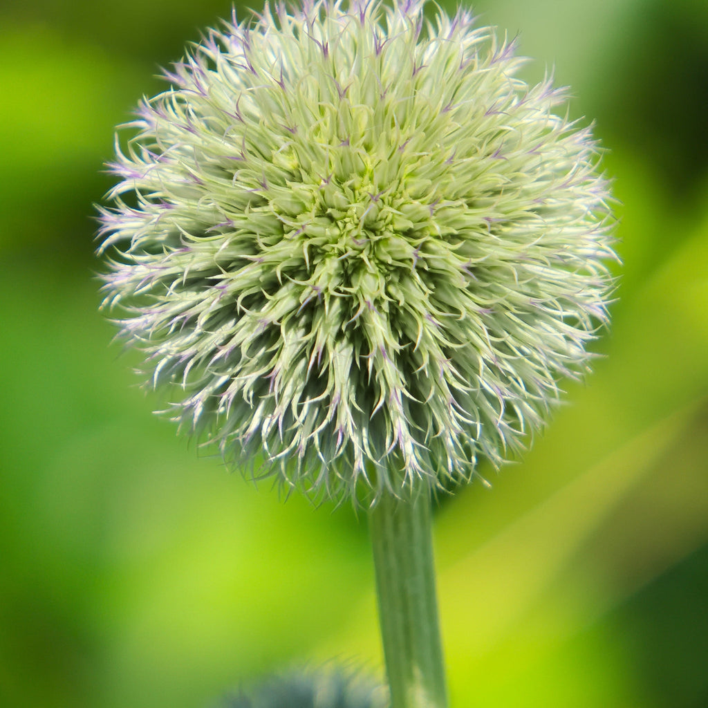 Echinops sphaerocephalus 'Artic Glow' 1L