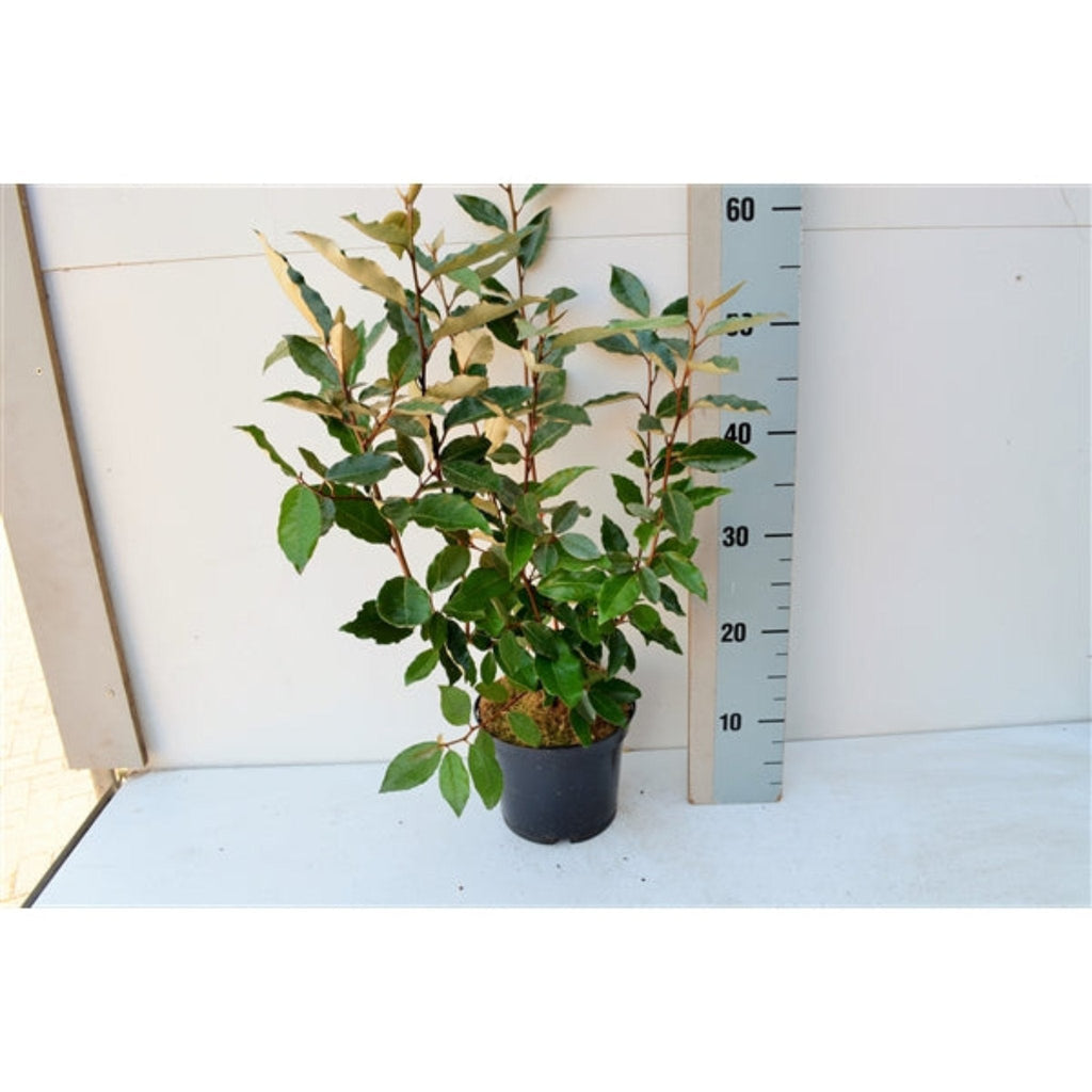 Elaeagnus x ebbingei Compacta (Multibuy Offers Available)