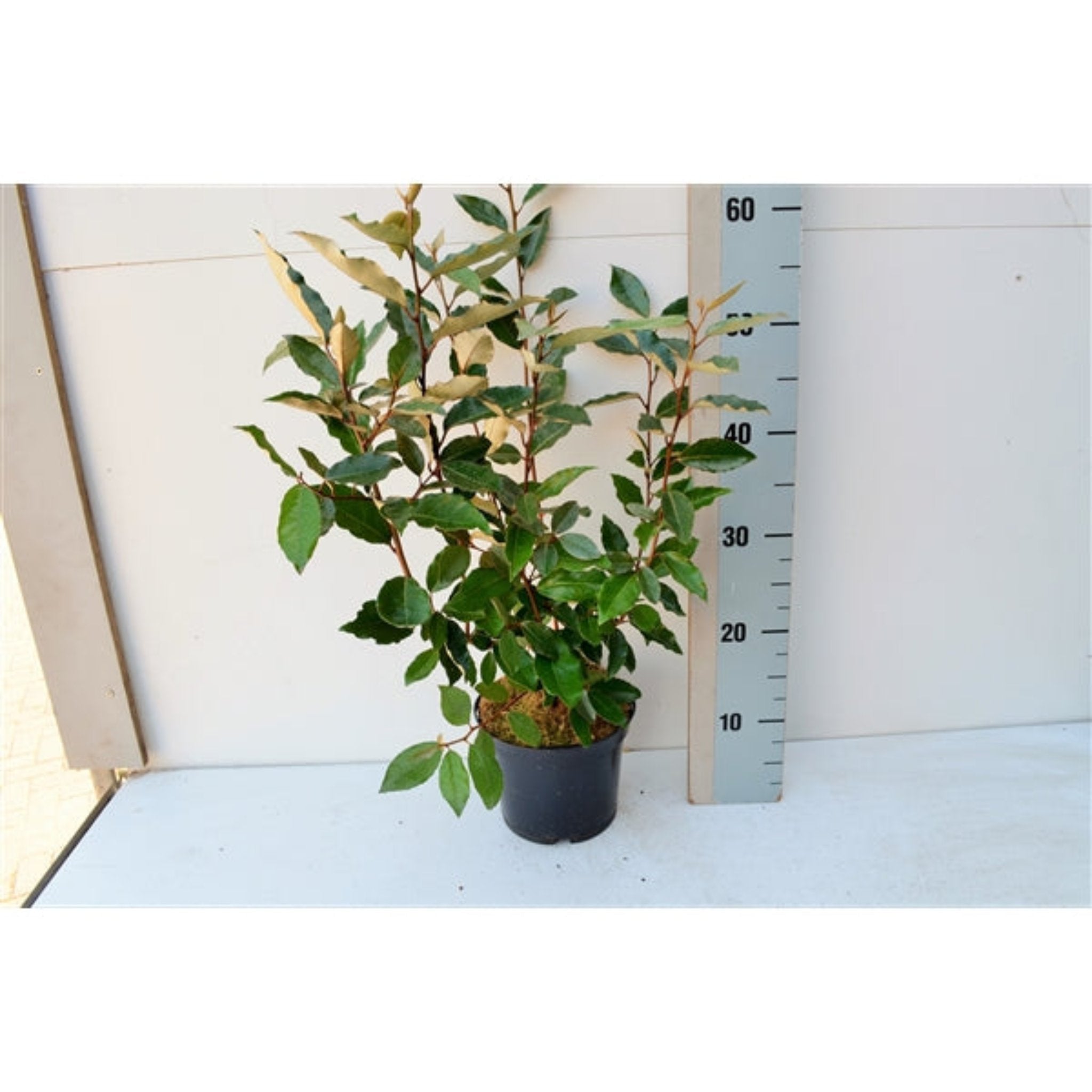 Elaeagnus x ebbingei Compacta (Multibuy Offers Available)