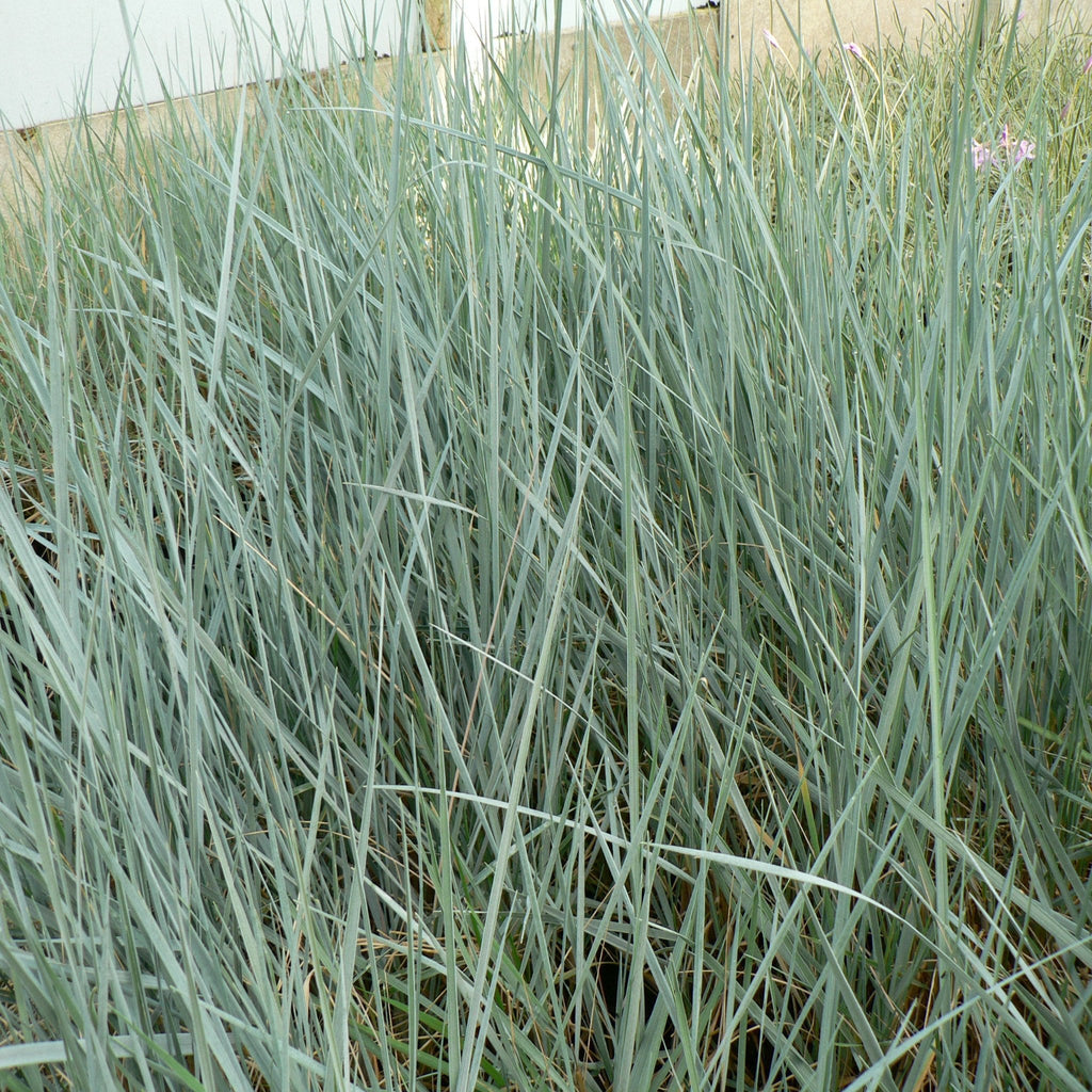 Elymus magellanicus 9cm