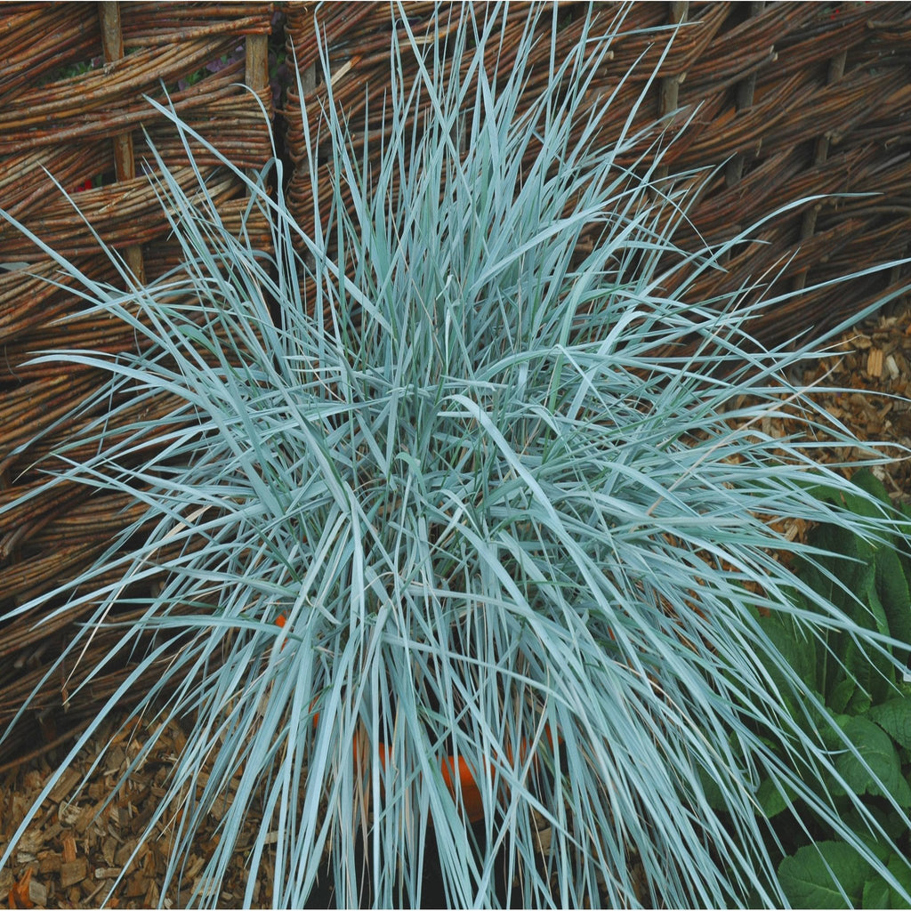 Elymus magellanicus 9cm