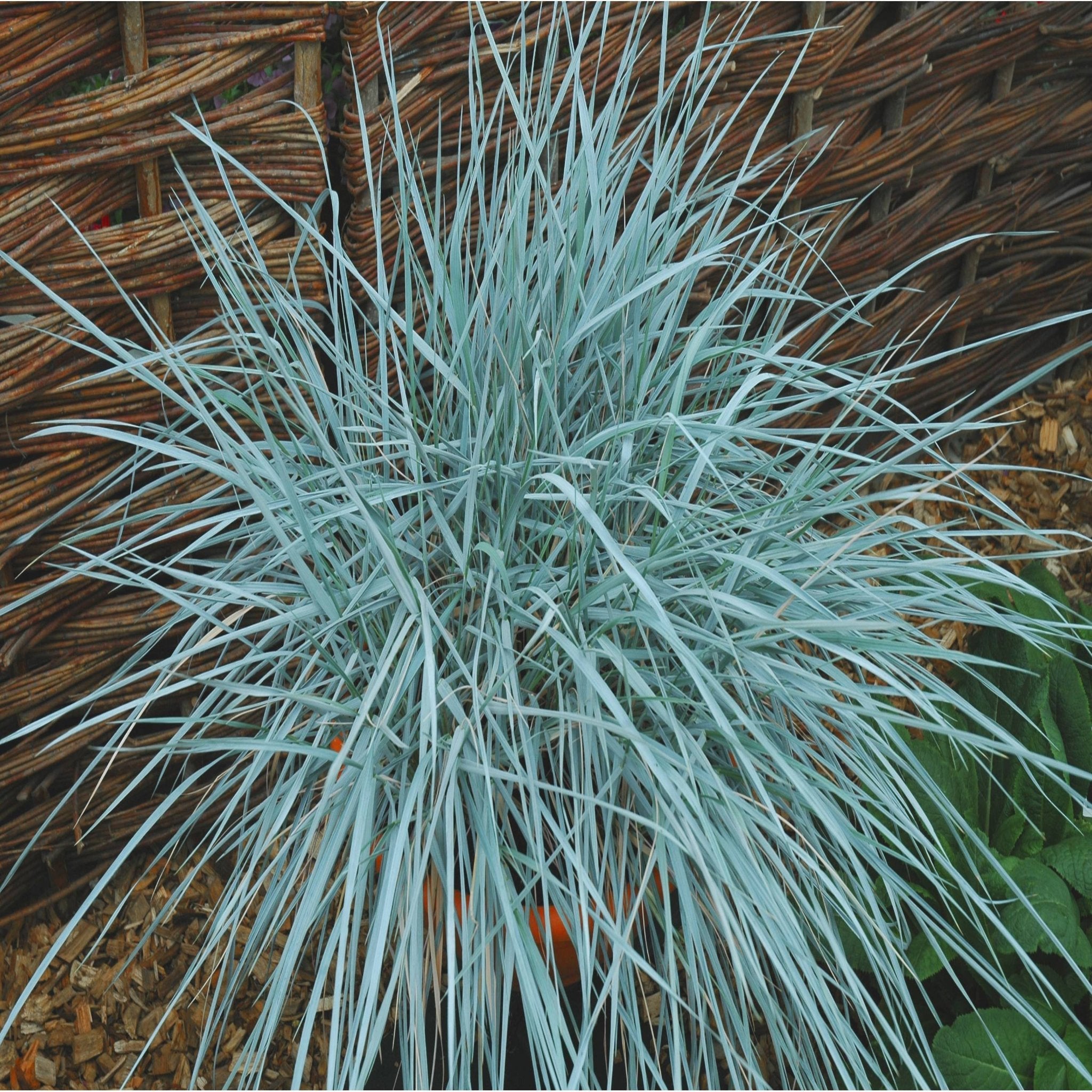 Elymus magellanicus 9cm