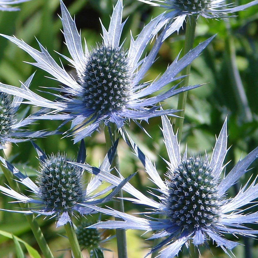 Eryngium 'Miss Marbel' 1L